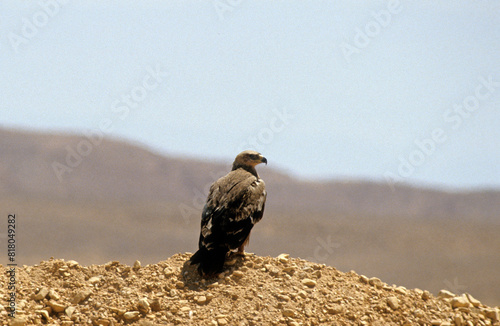 Konstfotografi Aigle ravisseur,.Aquila rapax, Tawny Eagle