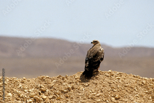 Konstfotografi Aigle ravisseur,.Aquila rapax, Tawny Eagle