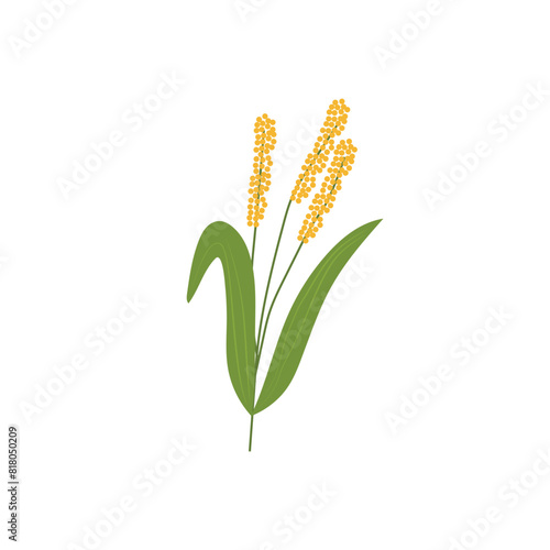 Millet-grass