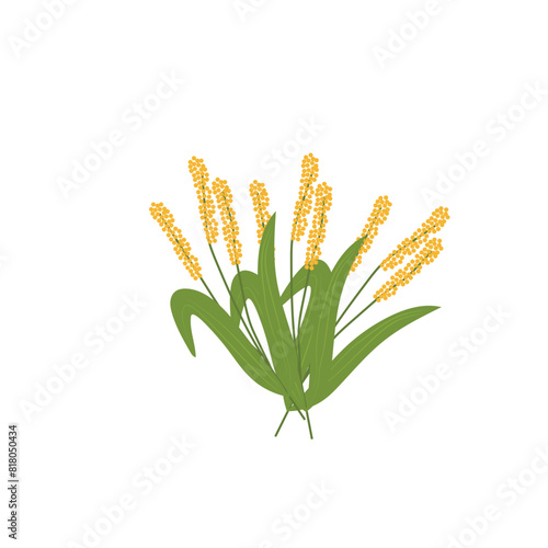Millet-grass
