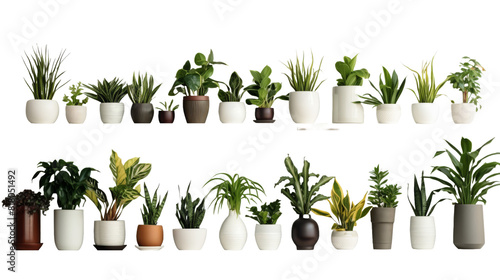 A collection of potted plants with various herbs and houseplants on a white background