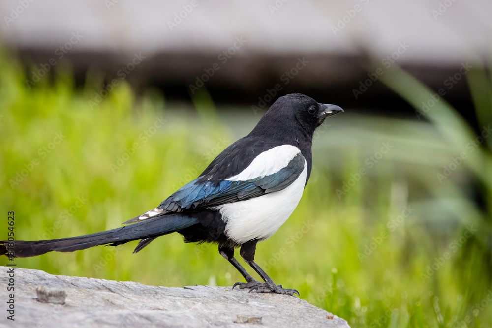 An adult magpie stands on the wooden branch and looks not toward the camera lens. Close-up magpie with green background. An adult magpie stands on the wooden branch and looks not toward the camera lens. Close-up magpie with green background.