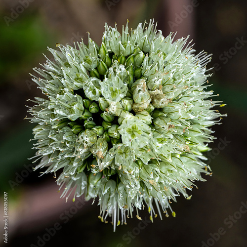 Onion Flower