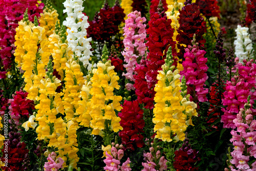 Snapdragons in a Garden