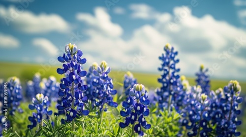 Vibrant Blue Bonnet Flowers Blooming in a Scenic Spring Meadow