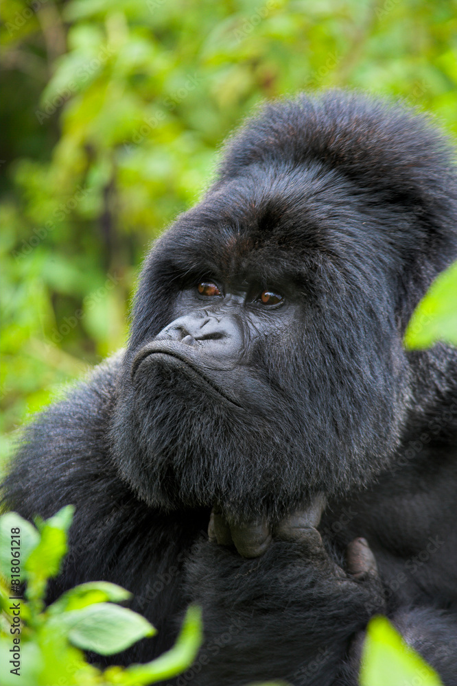 Mountain gorilla (Gorilla beringei) Silverback portrait, Virunga Mountains, Rwanda, Africa. Mountain gorilla (Gorilla beringei) Silverback portrait, Virunga Mountains, Rwanda, Africa.