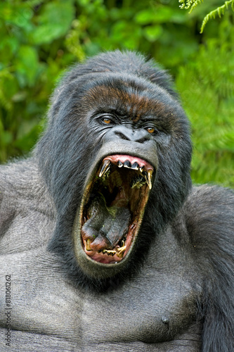 Mountain gorilla (Gorilla beringei) Silverback portrait, mouth open wide in yawn, exposing fearsome teeth, Rwanda, Africa. 