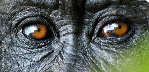 Mountain gorilla (Gorilla beringei) close up of eyes, Rwanda, Africa. Medium repro only.  photo