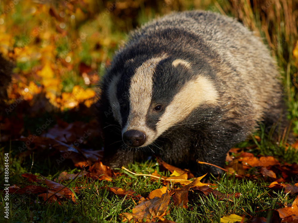 European badger (Meles meles) in autumn leaves, UK. November. Controlled conditions. European badger (Meles meles) in autumn leaves, UK. November. Controlled conditions.