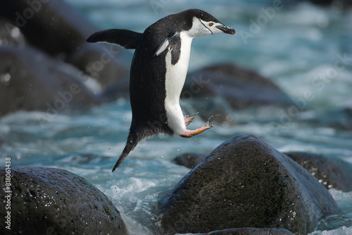 Chinstrap penguin (Pygoscelis antarcticus) jumping onto rocks in surf, Antarctic Peninsula.  photo