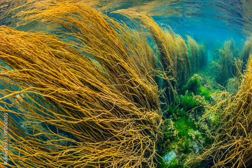 Spaghetti seaweed (Himanthalia elongata) bending in the current, Isle of Coll, Inner Hebrides, UK, Atlantic Ocean.  photo