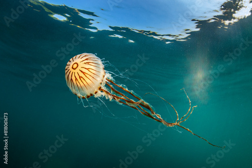 Compass jellyfish (Chrysaora hysoscella) swimming just beneath the surface, Cornwall, UK, English Channel.  photo