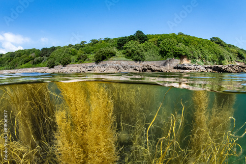 Wireweed (Sargassum muticum) and Spaghetti seaweed (Himanthalia elongata) in shallow water, Cornwall, UK, English Channel.  photo