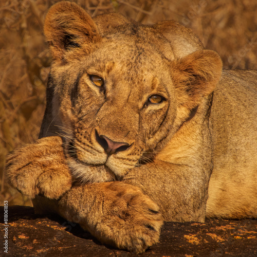 Female African lion (Panthera leo) resting with paws crossed,  Lumo Conservancy, Kenya, Africa. 