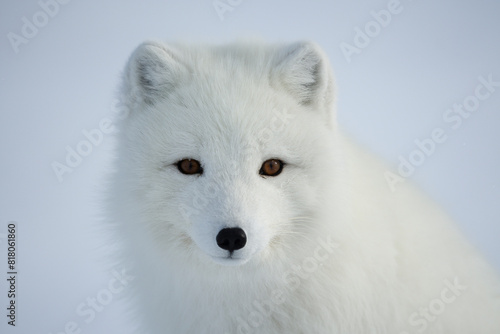 Arctic fox (Vulpes lagopus), portrait, Taymyr Peninsula, Siberia, Russia.  photo