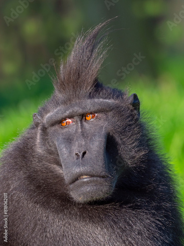 Celebes crested macaque / Crested black macaque (Macaca nigra) portrait. Captive.  photo