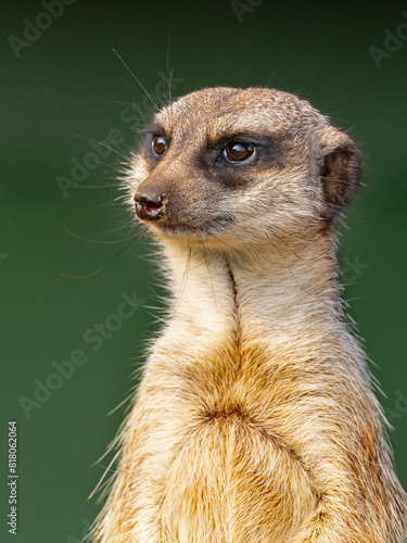 Meerkat (Suricata suricatta) portrait. Captive.   photo