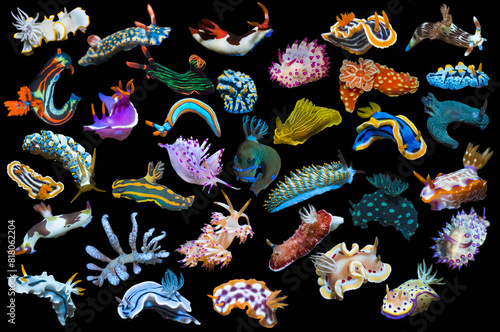 Composite image of tropical nudibranchs on a black background showing variety and abundance of nudibranch species, Indo-Pacific 