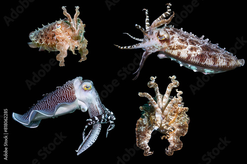 Broadclub cuttlefish (Sepia latimanus) composite image showing various colours and shapes on black background, Lembeh Strait, North Sulawesi, Indonesia.  photo