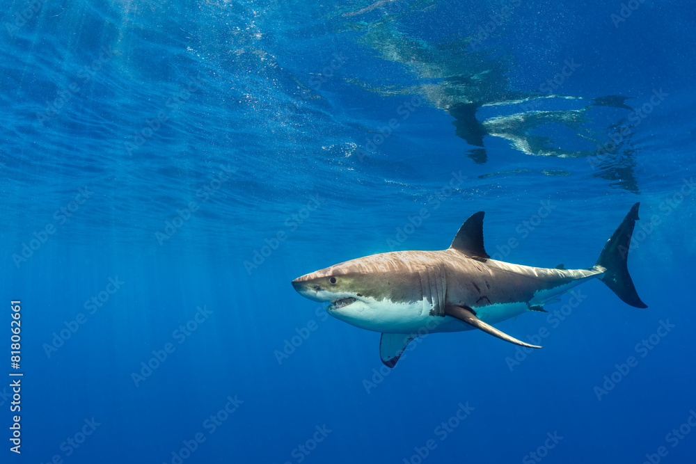 Male Great white shark (Carcharodon carcharias) swimming beneath the surface, Guadalupe Island, Baja California, Mexico, Pacific Ocean. Male Great white shark (Carcharodon carcharias) swimming beneath the surface, Guadalupe Island, Baja California, Mexico, Pacific Ocean.