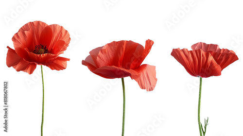 Stunning red poppy on a transparent background capturing the delicate beauty of nature in spring. This botanical illustration showcases the vibrant blossom with intricate petal details, perfect for fl