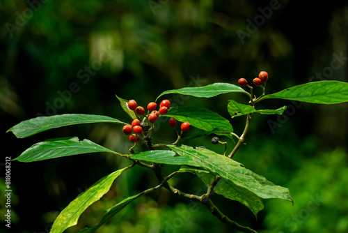 Eumachia membranifolia. Eumachia is a genus of flowering plant in the family Rubiaceae photo