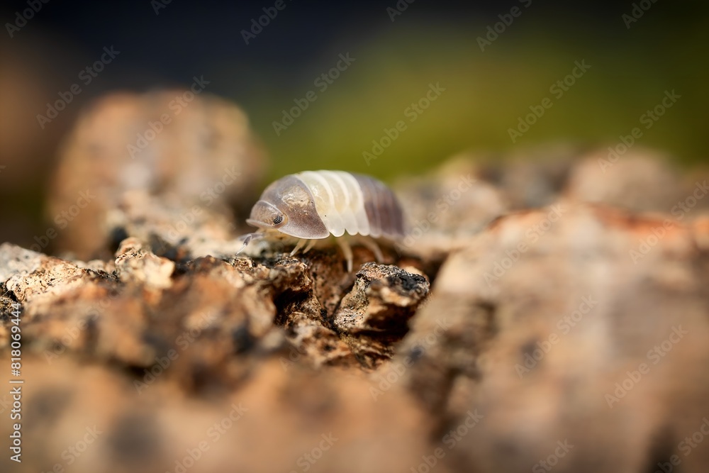 Obraz premium Panda King ball isopoda rathkes woodlouse, Cubaris sp.