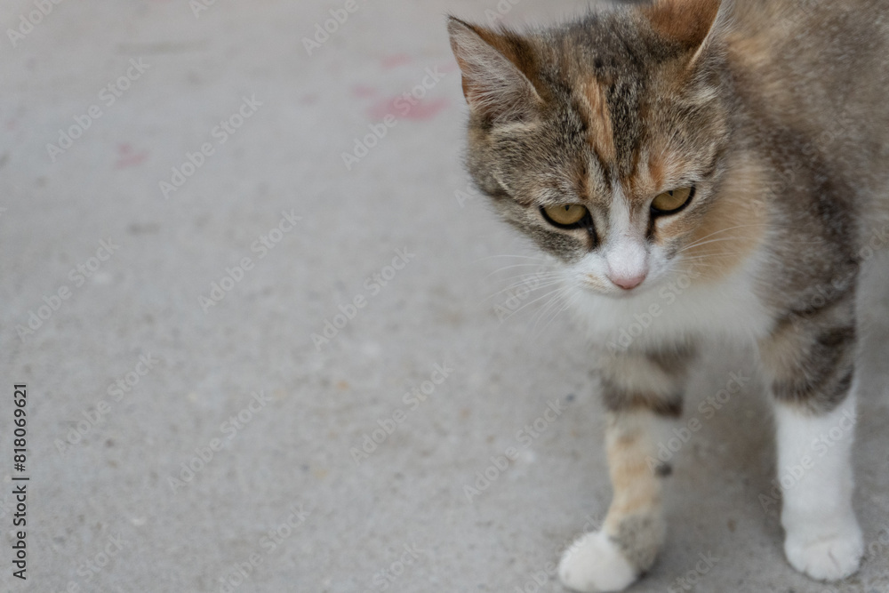 Stray cat in the back garden. Stray cat in the back garden.