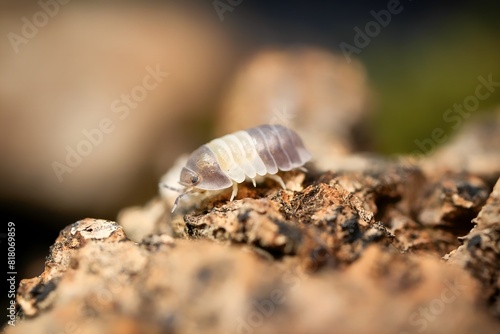 Panda King ball isopoda rathkes woodlouse, Cubaris sp. 