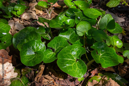 Shiny green foliage from wild ginger plants, Asarum europaeum