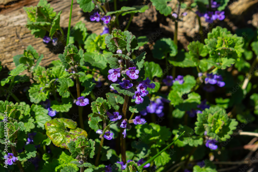 Beautiful Natural Herbal Blue Flowers Glechoma Hederacea Growing On Meadow In Springtime Beautiful Natural Herbal Blue Flowers Glechoma Hederacea Growing On Meadow In Springtime