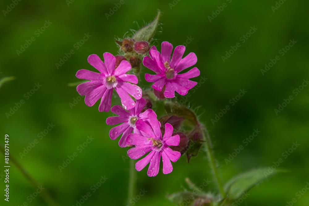 Beautiful red to pink campion. Rote Nichtnelke. Compagnon rouge. Silene dioica