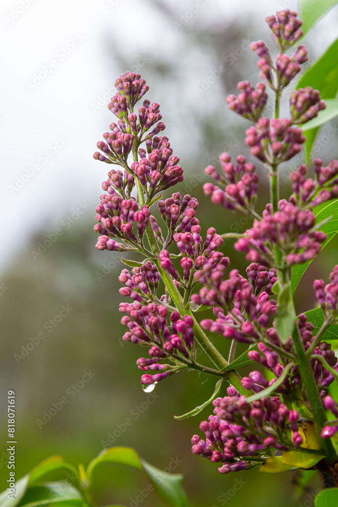 Common Lilac Syringa vulgaris blooming with violet-purple double flowers surrounded with green leaves in spring Common Lilac Syringa vulgaris blooming with violet-purple double flowers surrounded with green leaves in spring
