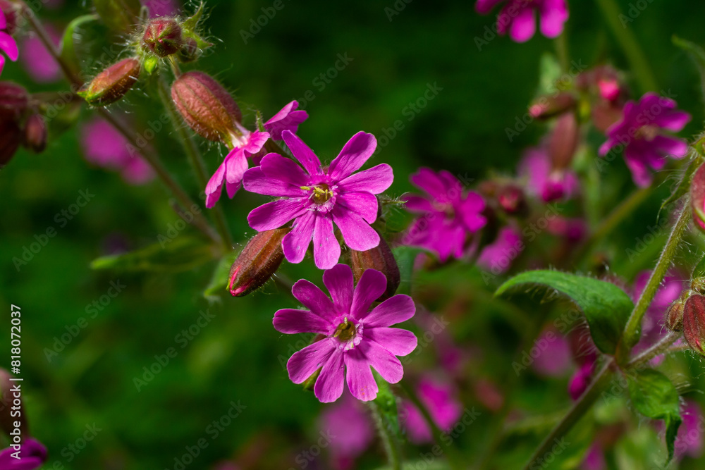 Fototapeta premium Beautiful red to pink campion. Rote Nichtnelke. Compagnon rouge. Silene dioica