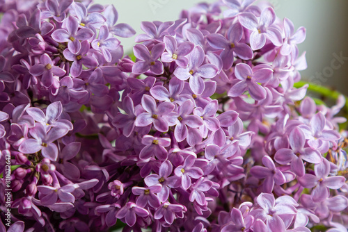 Canvastavla Common Lilac Syringa vulgaris blooming with violet-purple double flowers surroun