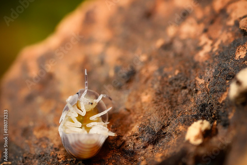 Panda King ball isopoda rathkes woodlouse, Cubaris sp. "panda king" assel exotic animal in natural background