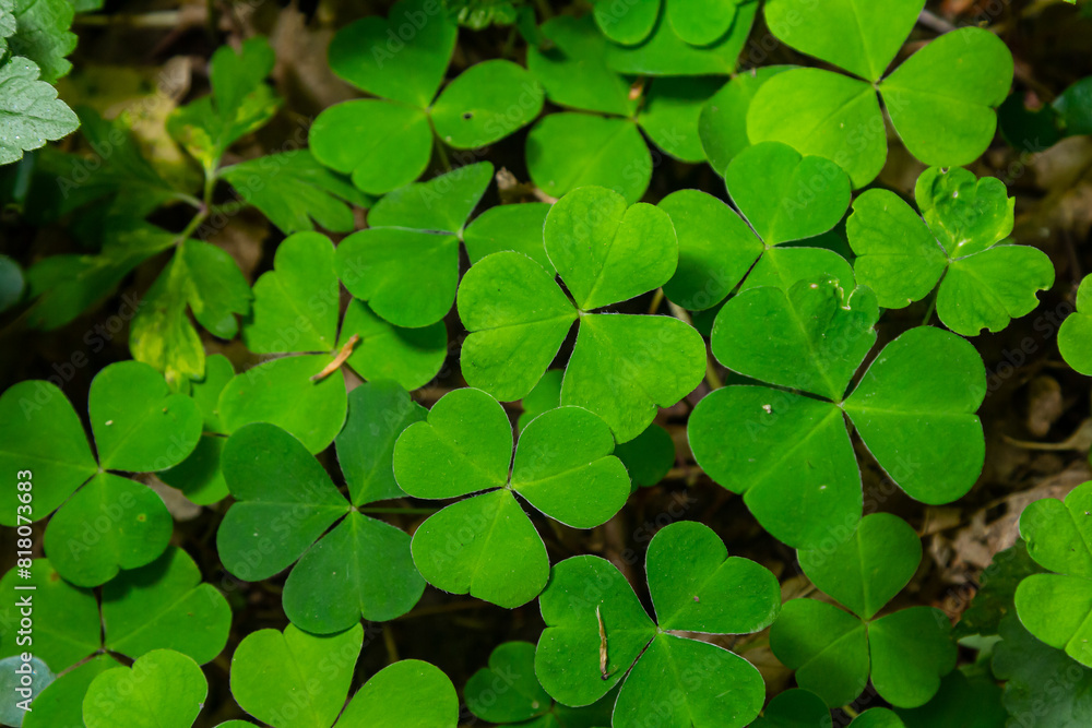 Close up Creeping lady's sorrel plant Oxalis corniculata Close up Creeping lady's sorrel plant Oxalis corniculata
