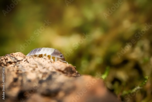 Panda King ball isopoda rathkes woodlouse, Cubaris sp. 