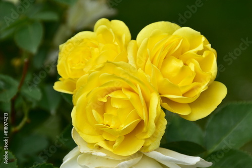 three yellow rose flowers of variety Golden Border,Austria