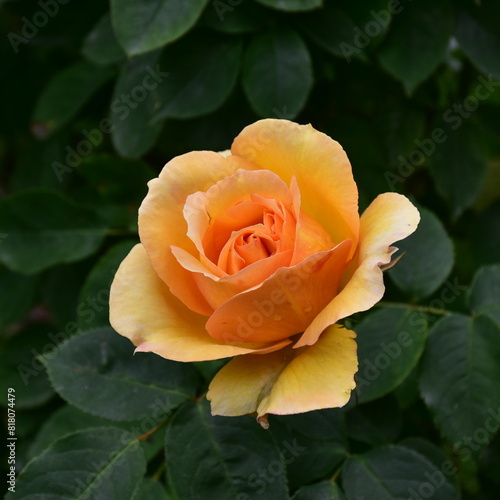yellow rose of variety Sophia Renaissance in garden Austria