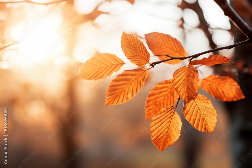 Closeup of autumn leaves with blurred background Closeup of autumn leaves with blurred background