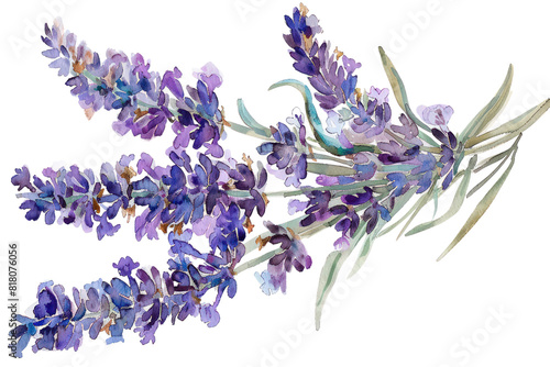 A close-up of a purple lavender flower bouquet 