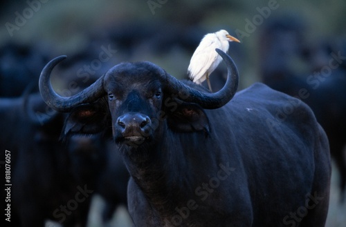 African Buffalo And Egret