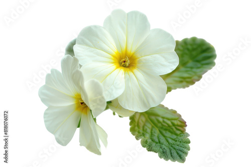 primrose flower in bloom, isolated on a white background