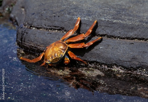 Sally Lightfoot Crab, Santiago Island photo