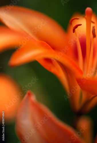 Close-Up Of A Tiger Lily Blossom photo