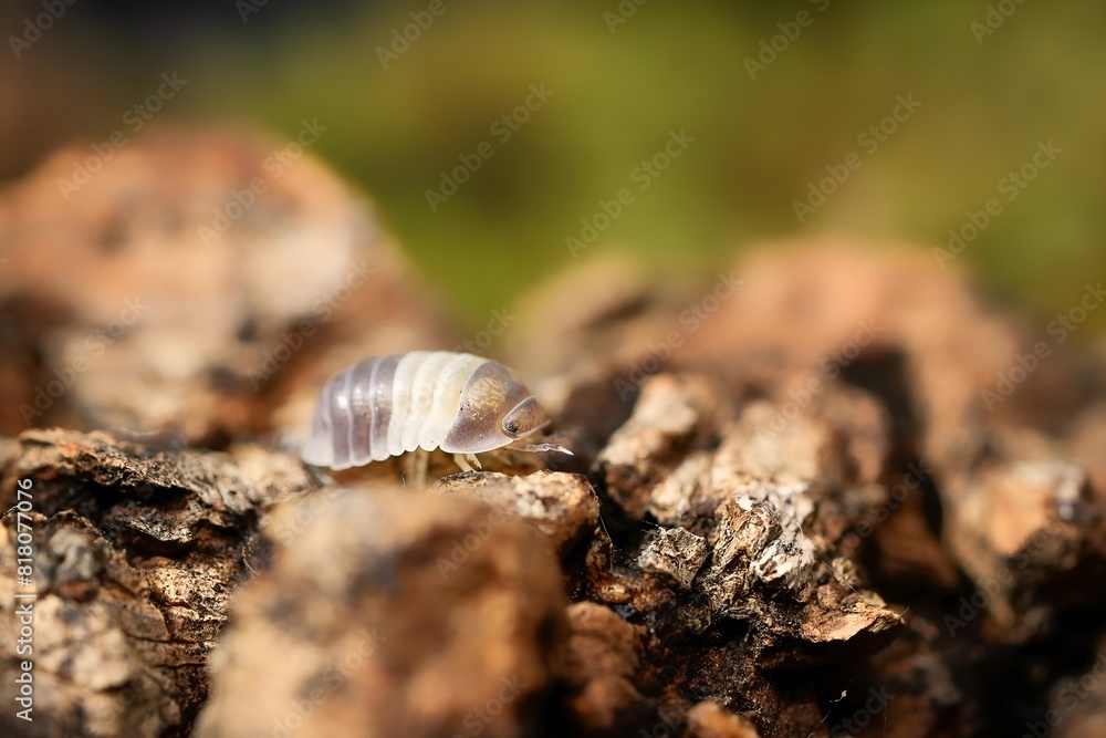 Panda King ball isopoda rathkes woodlouse, Cubaris sp. Panda King ball isopoda rathkes woodlouse, Cubaris sp.
