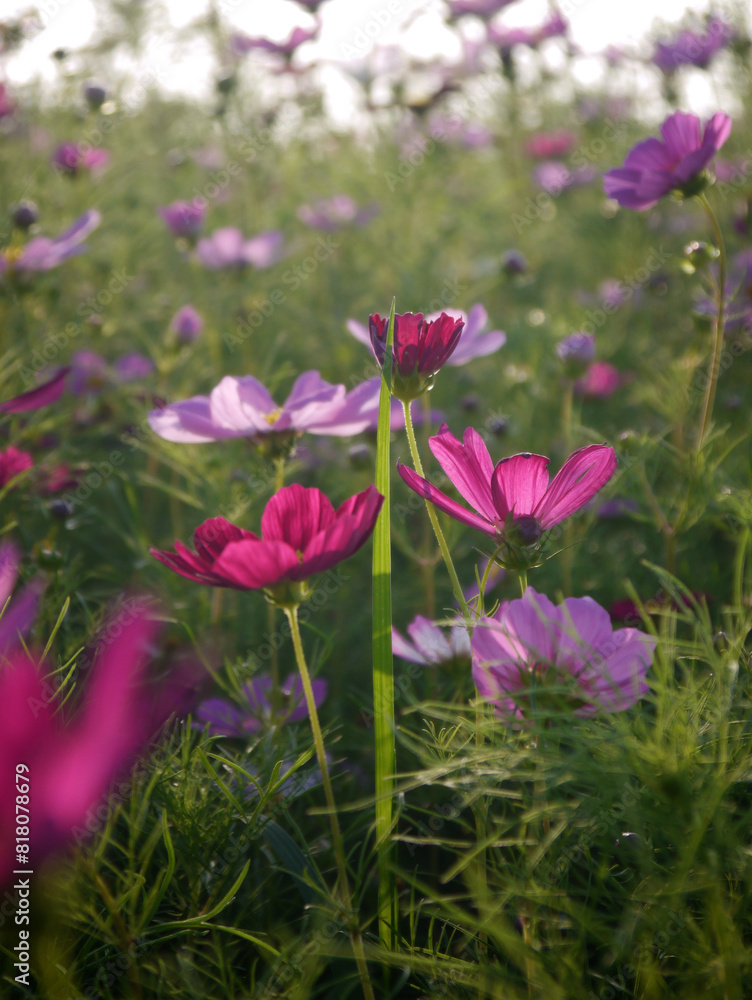 Common Cosmos flower at dusk. Evening Light Illuminating Large Cosmos Flowers. Low angle photo. Common Cosmos flower at dusk. Evening Light Illuminating Large Cosmos Flowers. Low angle photo.