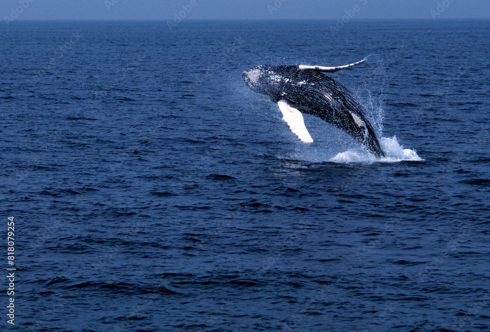Fototapeta premium Humpback Whale Breaching