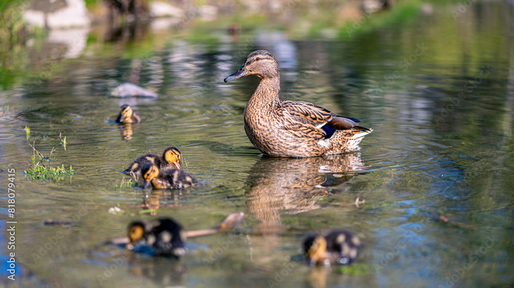 mother duck swims on the lake with her little cute ducklings, spring, summer, bird life mother duck swims on the lake with her little cute ducklings, spring, summer, bird life
